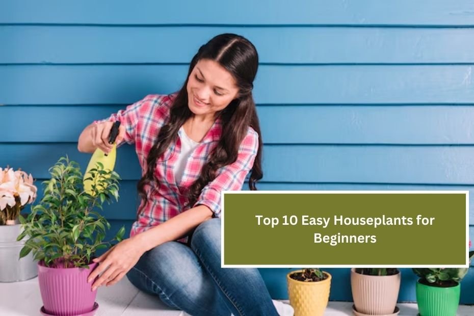 Top 10 Easy Houseplants for Beginners