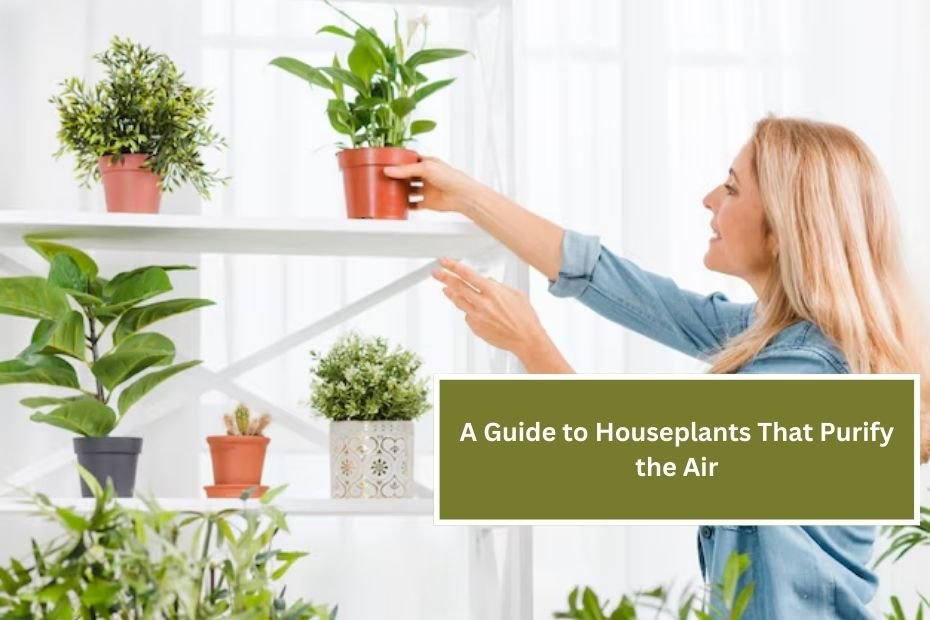 A Guide to Houseplants That Purify the Air