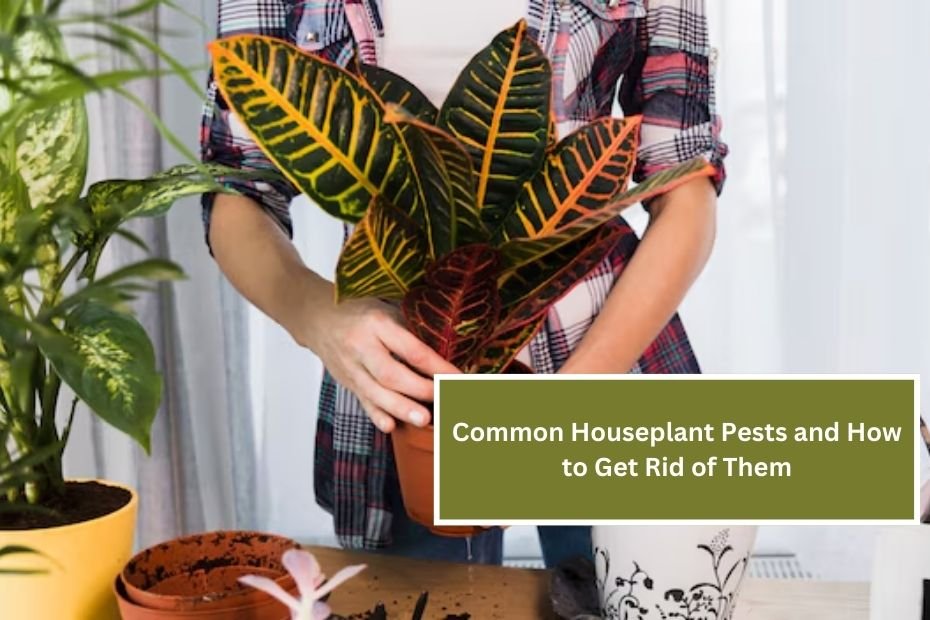 Common Houseplant Pests and How to Get Rid of Them