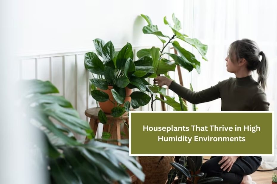 Houseplants That Thrive in High Humidity Environments