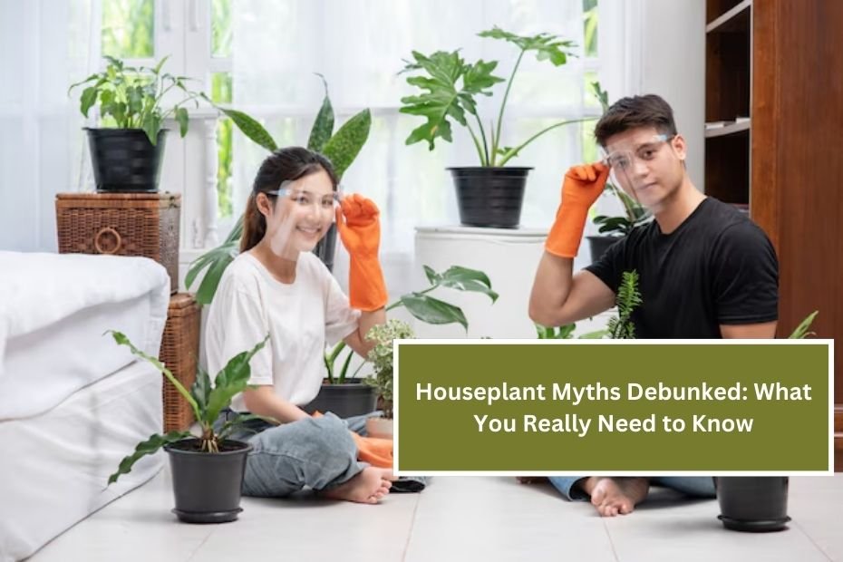 Houseplant Myths Debunked: What You Really Need to Know