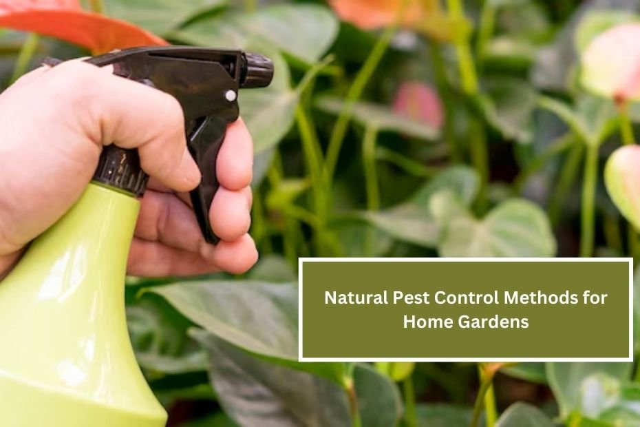 Natural Pest Control Methods for Home Gardens