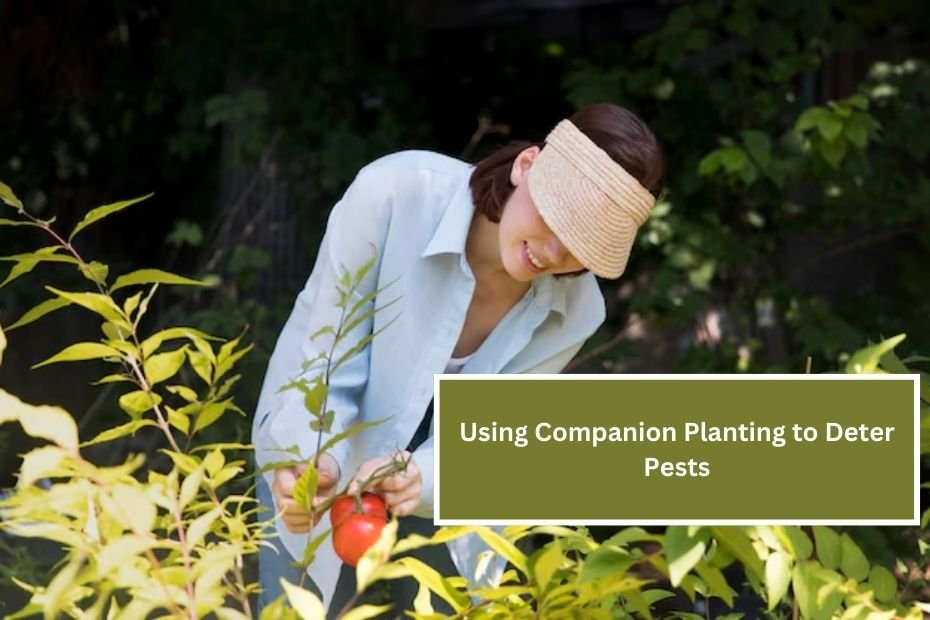 Using Companion Planting to Deter Pests