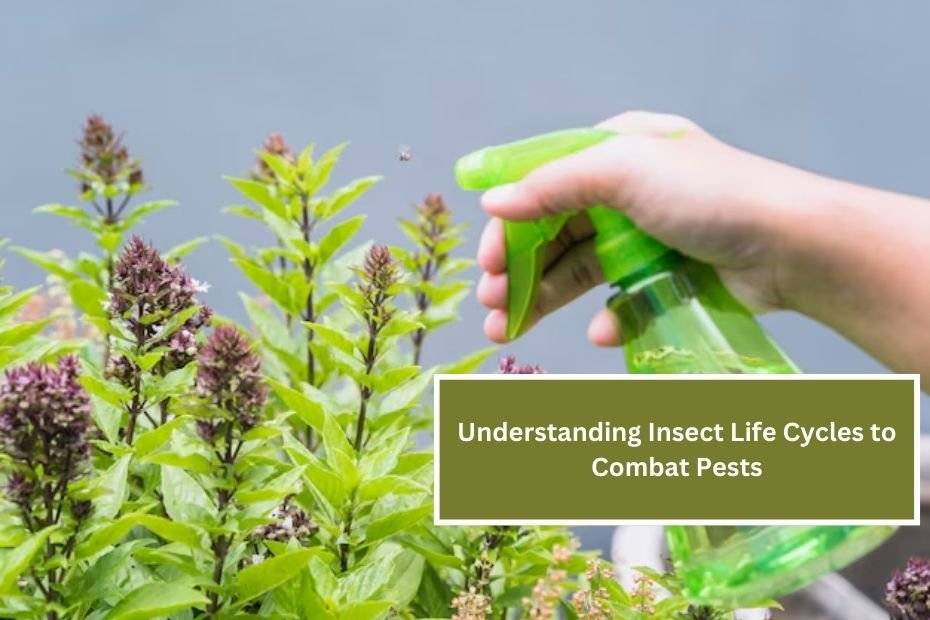 Understanding Insect Life Cycles to Combat Pests