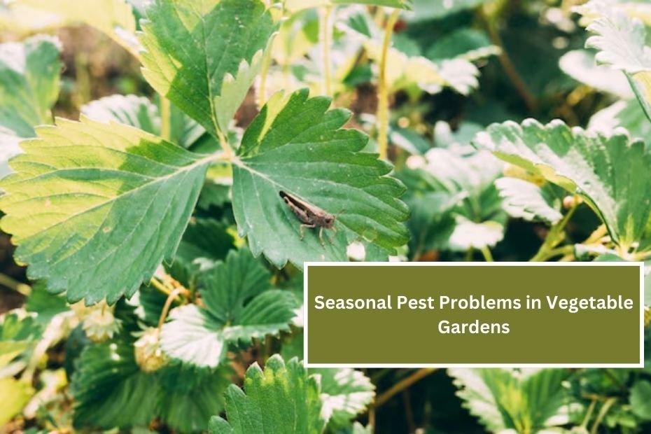 Seasonal Pest Problems in Vegetable Gardens